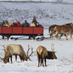 Jackson: Grand Teton and National Elk Refuge Winter Day Trip - The Sum Up