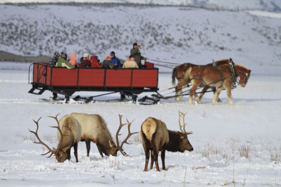 Jackson: Grand Teton and National Elk Refuge Winter Day Trip - The Sum Up