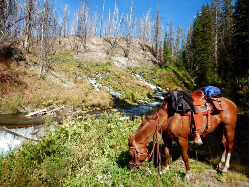 Jackson Hole: Bridger-Teton National Forest Horseback Ride - Analyzing the Value