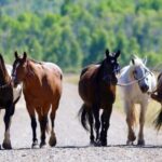 Jackson Hole: Moose Meadow Horseback Tour with Breakfast - Practical Details and Value