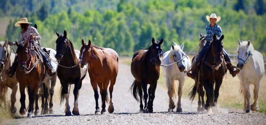 Jackson Hole: Moose Meadow Horseback Tour with Breakfast - Practical Details and Value