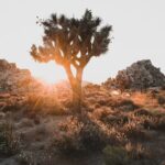 Joshua Tree Half Day Private Sunrise Hike - Who Will Love This Tour?