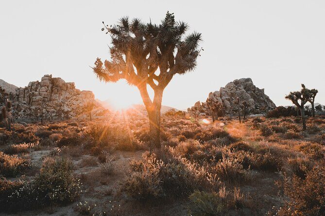 Joshua Tree Half Day Private Sunrise Hike - Who Will Love This Tour?