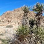 Joshua Tree Natural Wonders Walk: Plants, Animals and Rocks - Who Is This Tour Best For?
