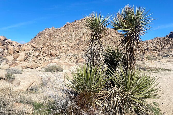 Joshua Tree Natural Wonders Walk: Plants, Animals and Rocks - Who Is This Tour Best For?