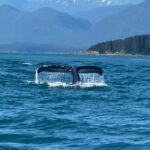 Juneau: Mendenhall Glacier and Whale Watching Tour - A Deep Dive into the Juneau Glacier and Whale Watching Tour