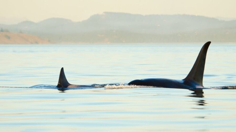 Juneau: Whale Watching and Mendenhall Glacier Day Trip - The Value of This Tour