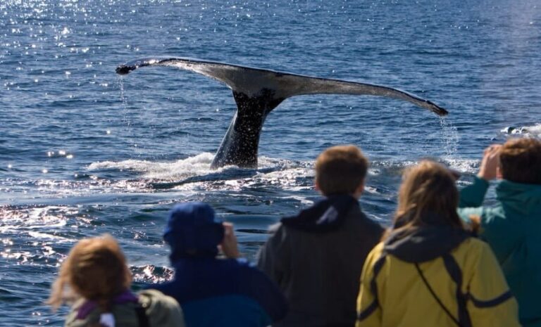 Juneau: Whale Watching and Wildlife Cruise with Local Guide - The Itinerary: What You Can Expect from This Whale Watching Tour