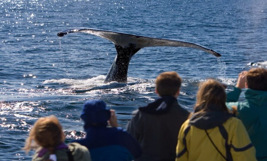 Juneau: Whale Watching and Wildlife Cruise with Local Guide - The Itinerary: What You Can Expect from This Whale Watching Tour