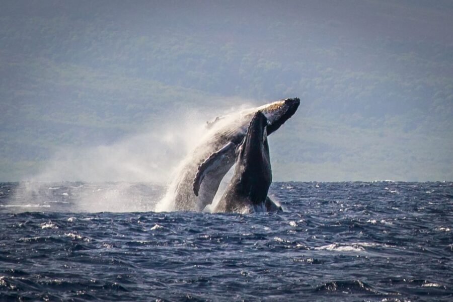 Kaanapali: Whale Watching Cruise with Open Bar - Why the Naturalist Guides Make a Difference