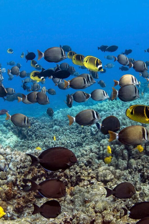 Kailua-Kona: Dolphin Watch & Double-Reef Snorkel Tour - The Itinerary Breakdown