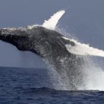 Kailua Kona: Humpback Whale Watching Adventure Cruise - The Itinerary: What You’ll Experience