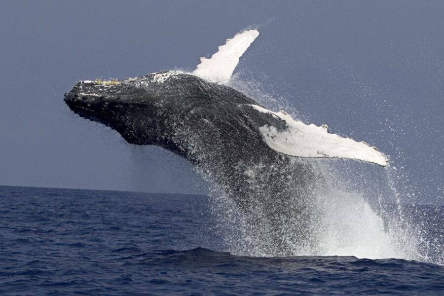 Kailua Kona: Humpback Whale Watching Adventure Cruise - The Itinerary: What You’ll Experience