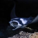 Kailua Kona: Manta Ray Night Snorkel Tour with Guide - An In-Depth Look at the Tour