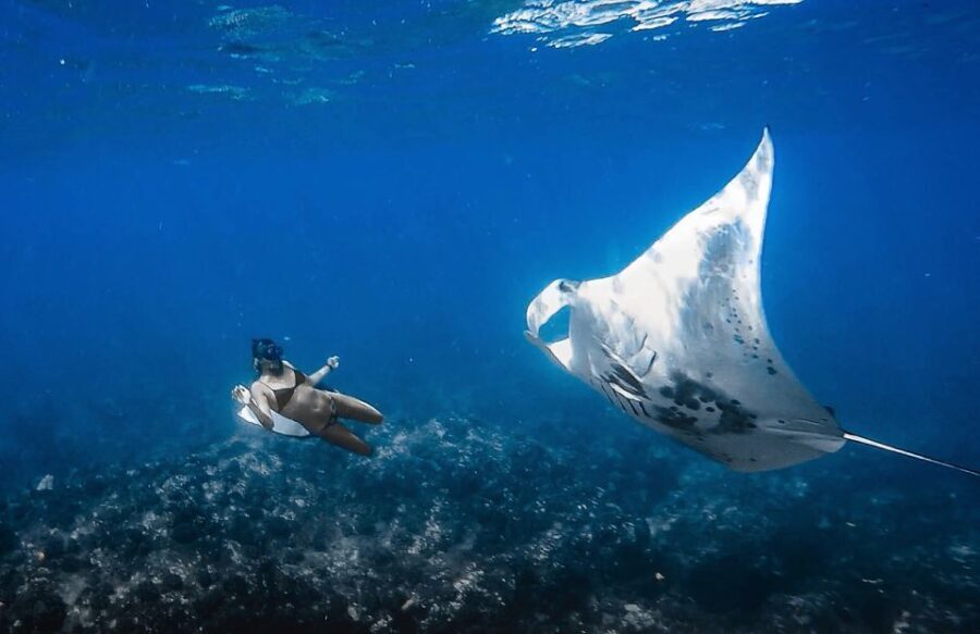 Kailua-Kona: Manta Ray Snorkeling with Hot Cocoa - Practical Details and What You Should Know