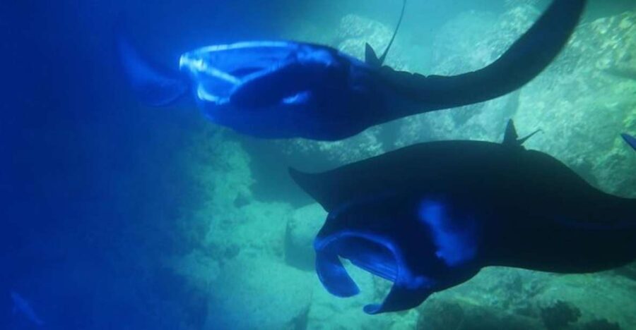 Kailua-Kona: Manta Ray Spotting Night Snorkeling Tour - What to Expect During the Tour