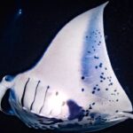Kailua-Kona: Manta Ray Watching Nighttime Boat Trip - Who Will Love This Experience?