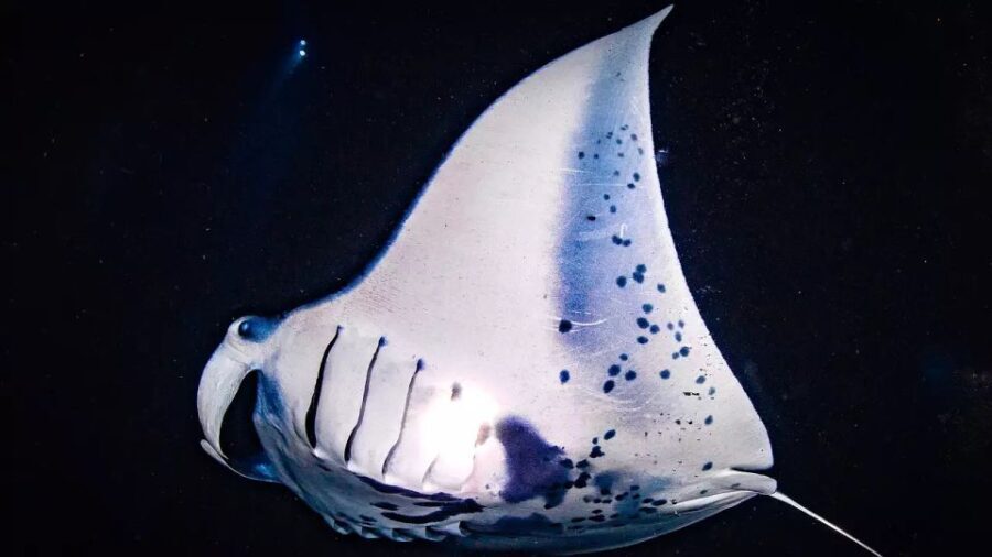 Kailua-Kona: Manta Ray Watching Nighttime Boat Trip - Who Will Love This Experience?