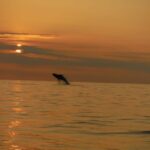 Kailua-Kona: Pacific Humpback Whale Watch Excursion - Final Thoughts