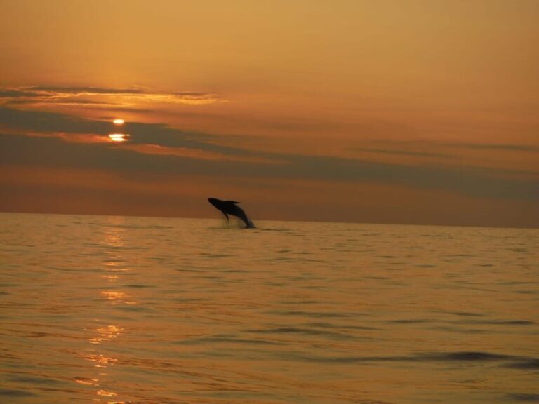 Kailua-Kona: Pacific Humpback Whale Watch Excursion - Final Thoughts