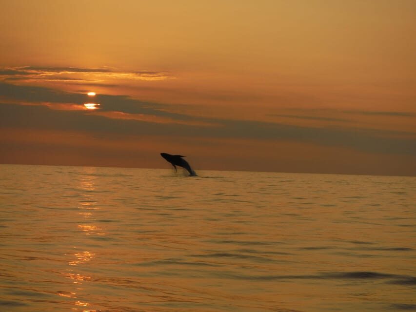 Kailua-Kona: Pacific Humpback Whale Watch Excursion - Final Thoughts