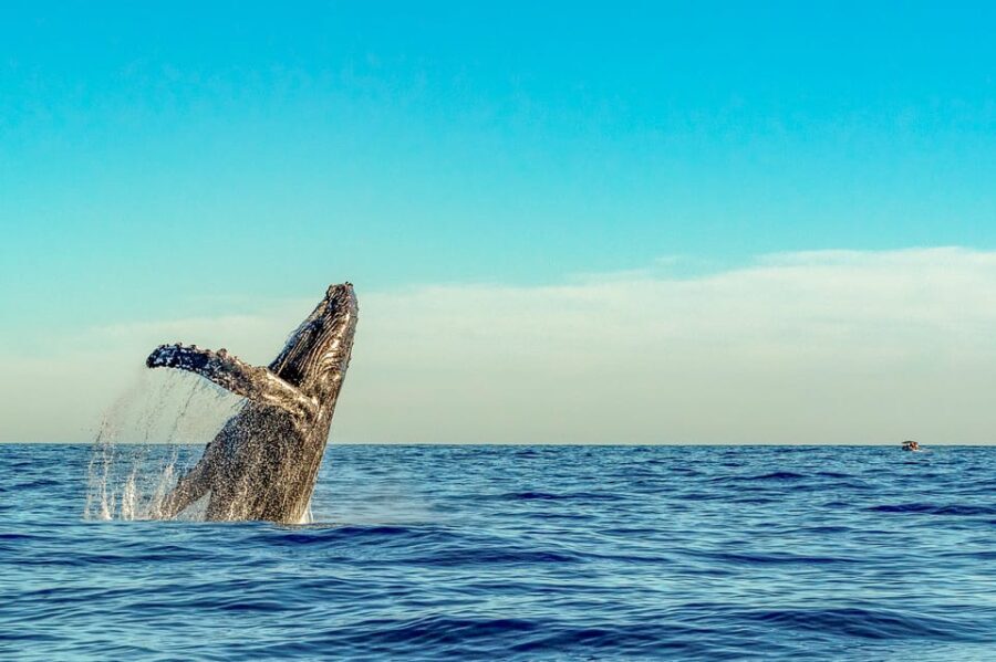 Kailua-Kona: Whale Watching Cruise on the Big Island - The Value of the Experience