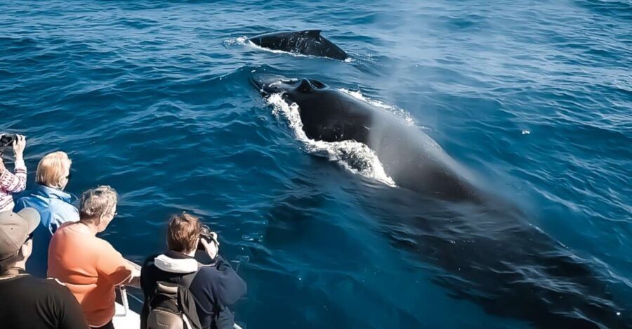Kalaoa: Big Island & Kona Midday Whale Watching Tour - Price, Value, and Practicalities