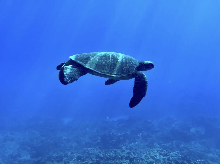 Kayak, Whale Watch And Snorkel At Turtle Town - Pricing and Value