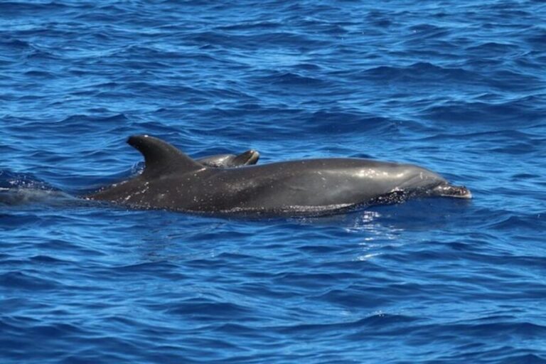 Kealakekua Bay: Snorkel and Coastal Adventure with Lunch - Who Should Book This Tour?