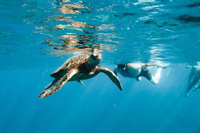 Kealakekua Bay Snorkel & Dolphin Watch In Kona - Who This Tour Is Best Suited For