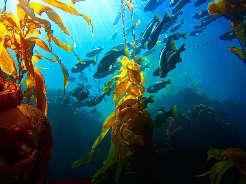 Kelp Forest Spearfishing Adventure - The Adventure in Action