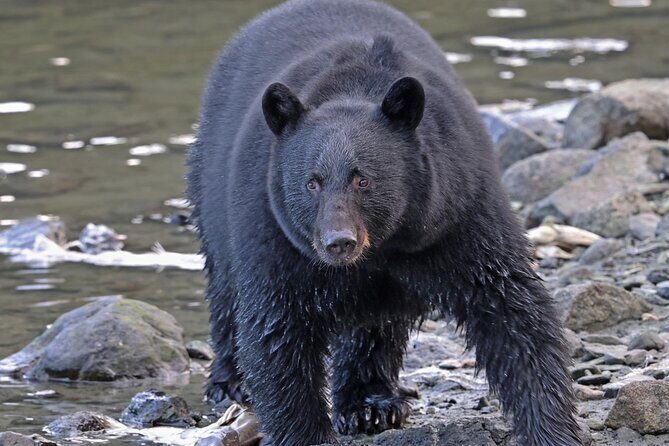 Ketchikan Alaska private tour - What to Expect from the Experience