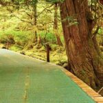 Ketchikan Shore Excursion: Silverking Lodge Adventure & Seafeast - Why This Tour Offers Value