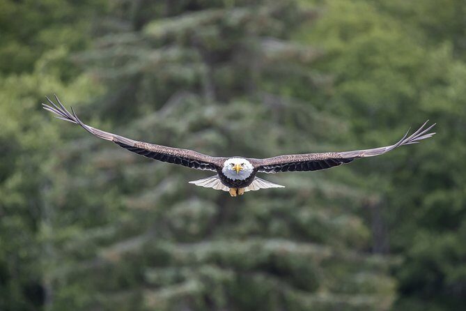 Ketchikan Whale Watching and Nature Tour - Who is This Tour Perfect For?