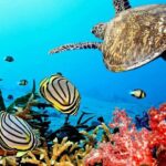 Key Largo Coral Reef Park and Sunset Celebration - Whats Included and Whats Not
