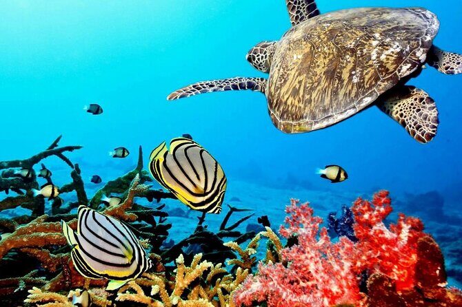 Key Largo Coral Reef Park and Sunset Celebration - Whats Included and Whats Not