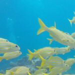 Key Largo: Discover Scuba Diving Experience - The Sum Up