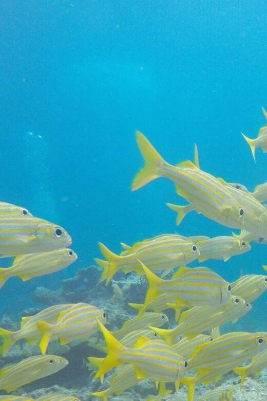 Key Largo: Discover Scuba Diving Experience - The Sum Up