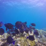 Key Largo: Molasses Reef Novice to Intermediate Dive - The Experience: What You Can Expect
