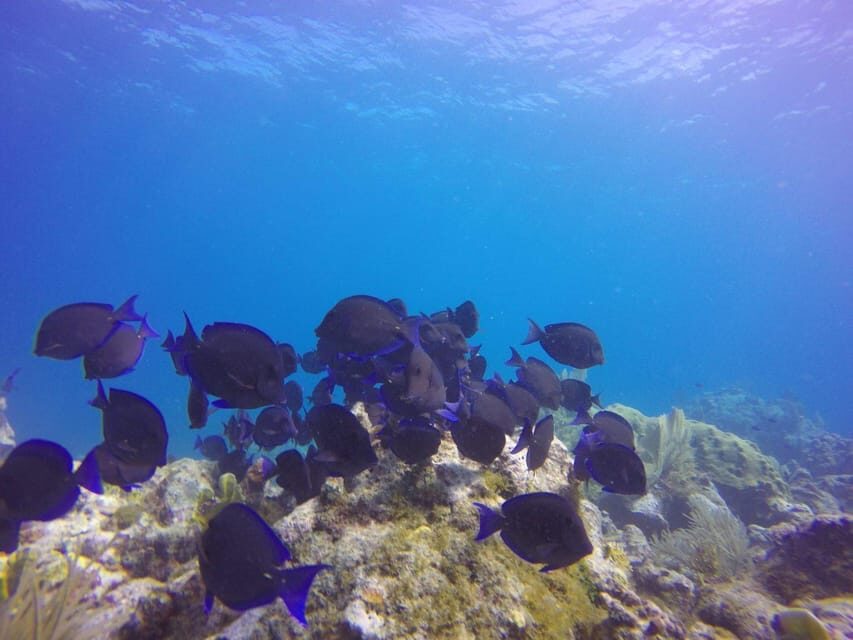 Key Largo: Molasses Reef Novice to Intermediate Dive - The Experience: What You Can Expect
