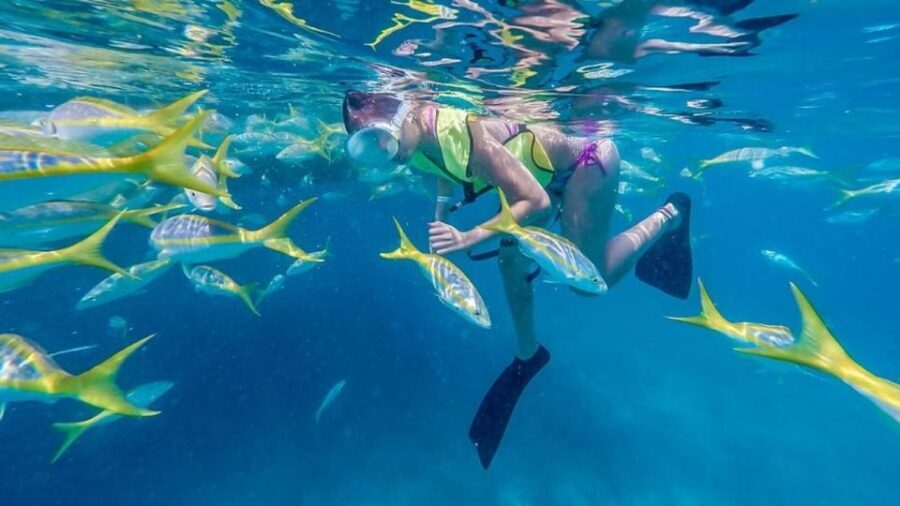 Key West: Afternoon Reef Snorkel Tour with Open Bar - Who Will Love This Tour?