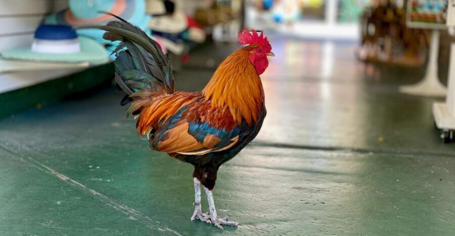 Key West: Secret Walking Food Tour - Authenticity and Value: Why This Tour Works