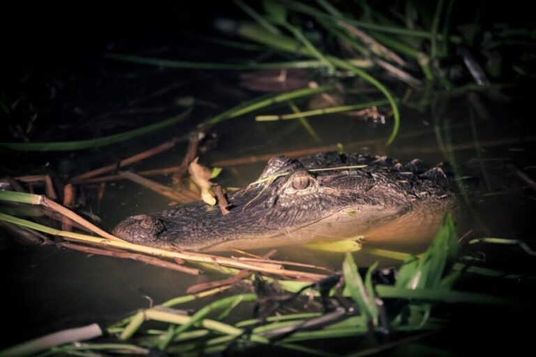 Kissimmee: Boggy Creek Airboats Adventures Night Tour Ticket - Who Will Love This Tour?