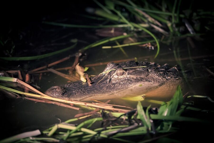 Kissimmee: Boggy Creek Airboats Adventures Night Tour Ticket - Who Will Love This Tour?