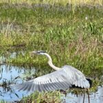 Kissimmee: Everglades Alligator and Wildlife Airboat Tour - Key Points