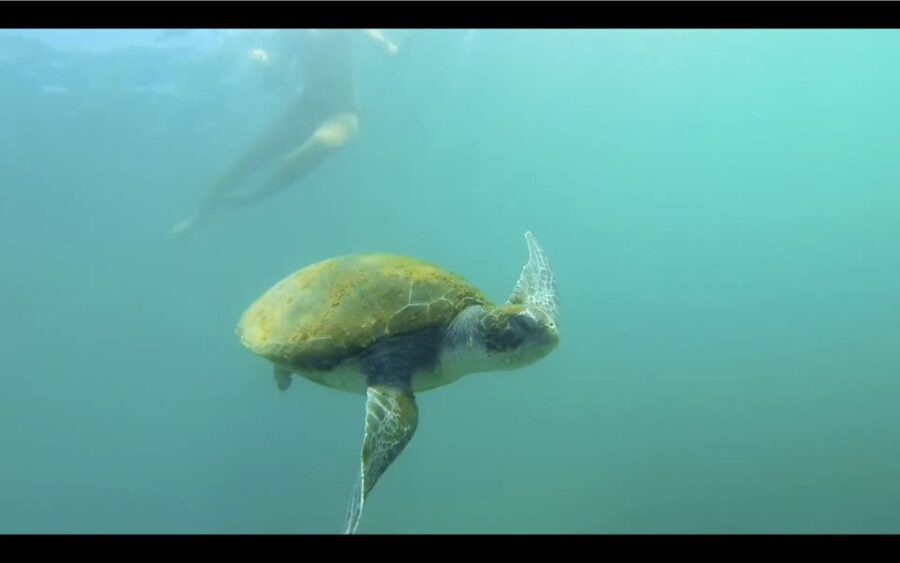 La Jolla: 2.5-Hour Kayak and Snorkel Tour - Who Should Consider This Tour?