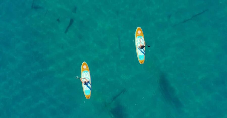 Lake Mead: Paddle Board Rental - Who Is This Experience Best For?