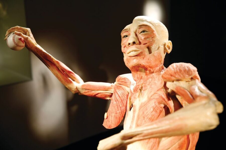 Las Vegas: BODIES | The Exhibition at the Luxor - The Highlights of Your Visit