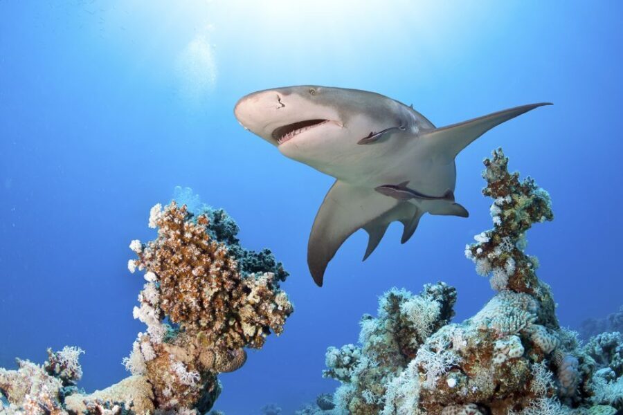 Las Vegas: Shark Reef Aquarium & VR Experience Entry Ticket - A Closer Look: What to Expect at the Shark Reef Aquarium
