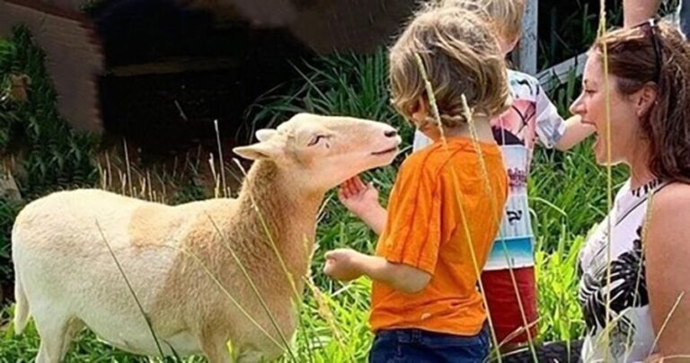Laupahoehoe: Farm Animal Sanctuary Private Tour - Who Should Consider This Tour?